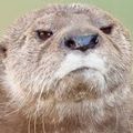 Avatar for tpolecat